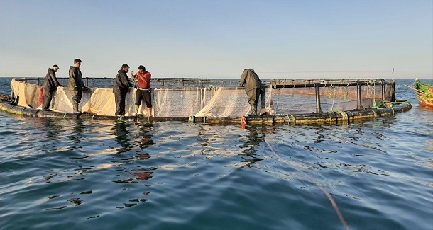 افزایش ۳ برابری قفس ‌های دریایی پرورش ماهی تا اسفند امسال