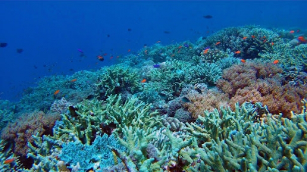 تسریع در روند احیای زیست بوم ‌های دریایی / تدوین اطلس زیستگاه‌ های حساس ساحلی دریایی خزر