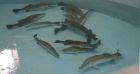 کسب فناوری تولید بچه ماهی توسط محققین جهاد دانشگاهی بوشهر