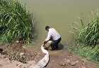 شیلات گیلان گونه نادر خاویاری را به دریای خزر بازگرداند